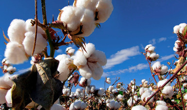  Declara Agricultura a seis municipios de Tamaulipas como zona libre del gusano rosado del algodonero